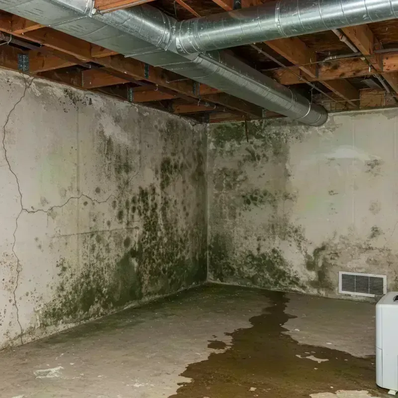 Professional Mold Removal in Sandoval, IL